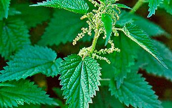 Ortiga - unha herba medicinal para a saúde dos homes